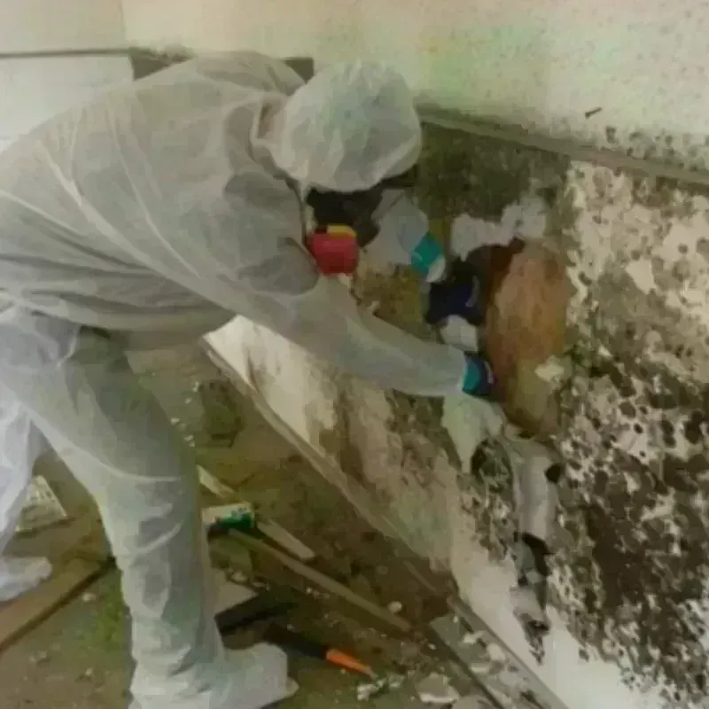 Mold Remediation and Removal in Berkley, MI